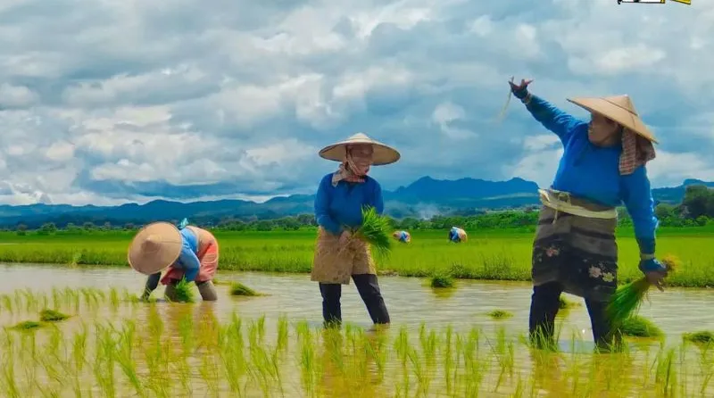 Floods, Extortion, and Labor Shortages Force Farmers to Abandon Fields in Southern Shan State